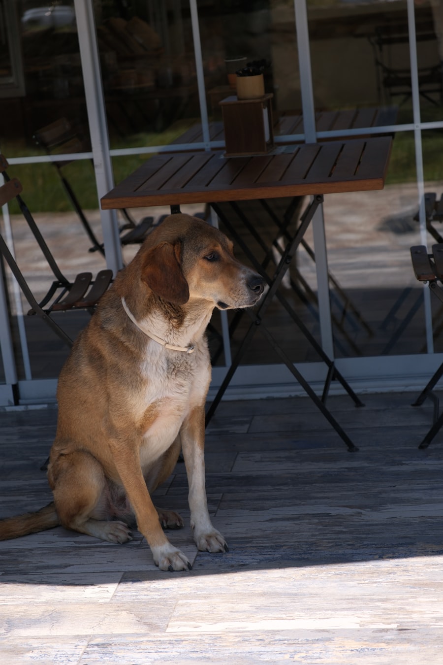 ペット同伴のテラス席