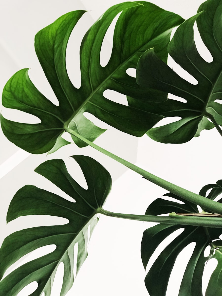 観葉植物